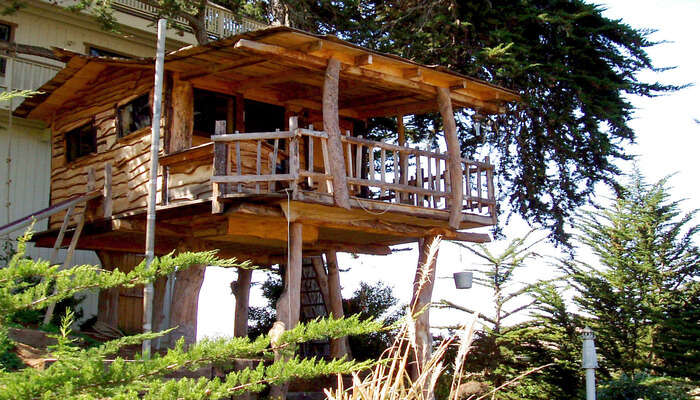 Tree House Stay