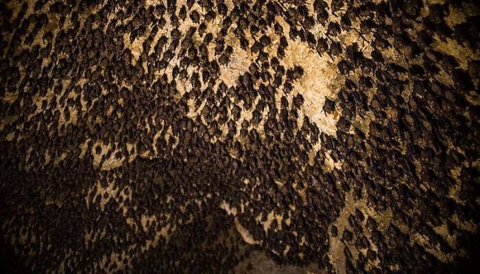Bat Cave View