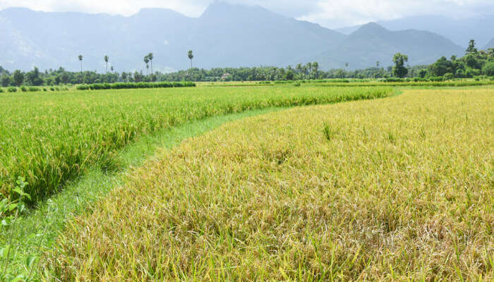 Beautiful Paddy Fields