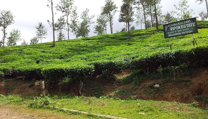 Tea Gardens