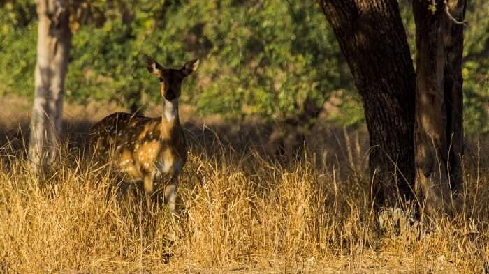  sanctuary is home to many wild animals