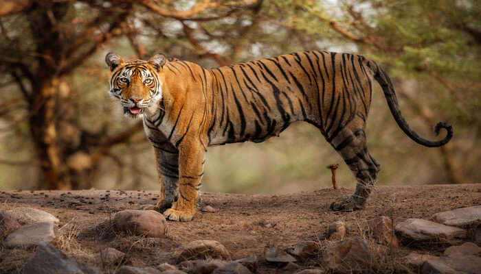 Maharashtra National Parks