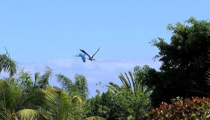 parrot island