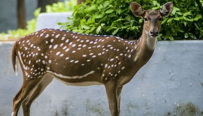 Guindy National Park