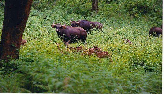 BRT Wildlife Sanctuary 