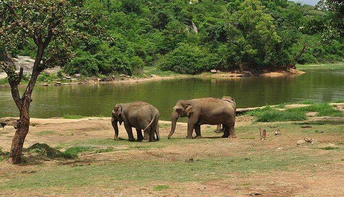 best jungle safari near bangalore