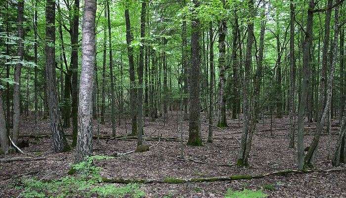 Belovezhskaya Pushcha National Park in Belarus