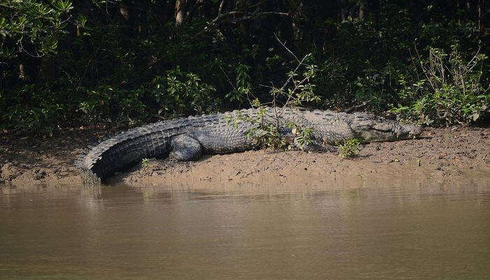 crocodile 