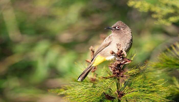 Bird watching