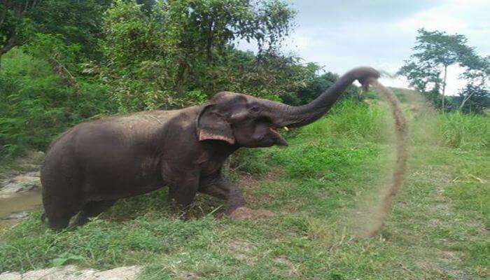 Burm and Emily’s Elephant Sanctuary in Chiang Mai