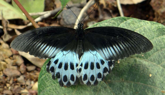 Butterfly Park in Hyderabad