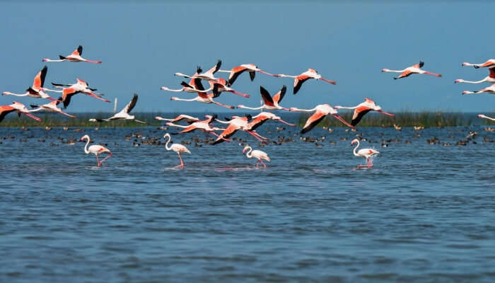 A splendid view of Chilika Lake which is one of the top places to visit in Puri