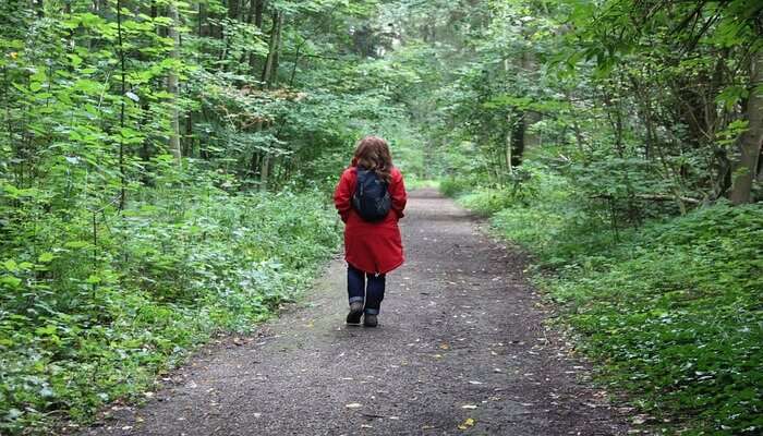 Forest Walk