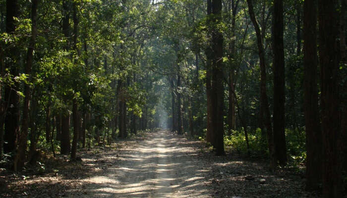 trail in a  jungle