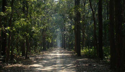 trail in a  jungle