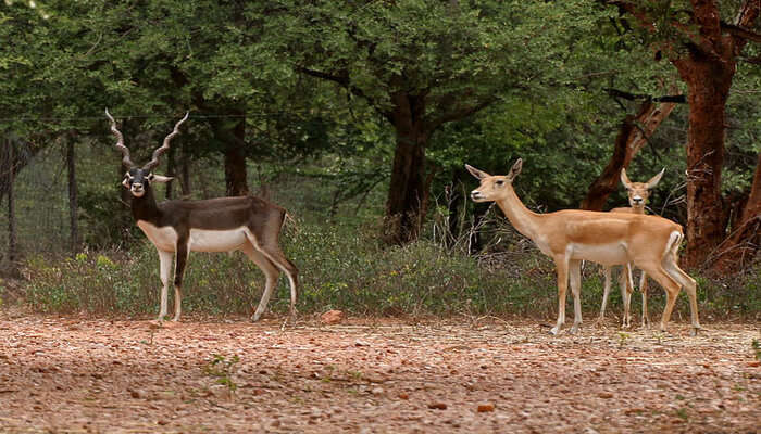 11 National Parks In Telangana To Get Closer To Wildlife!