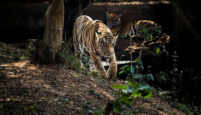 Tiger Strolling in a Jungle