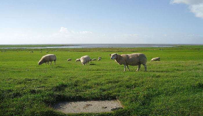 National Park Vadehavet in Denmark