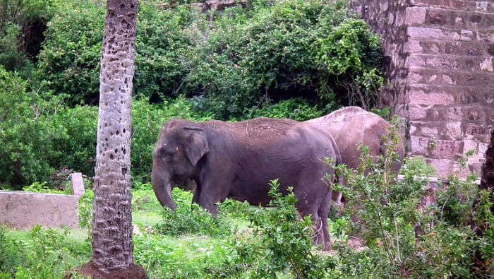 Nehru Zoological Park in Hyderabad