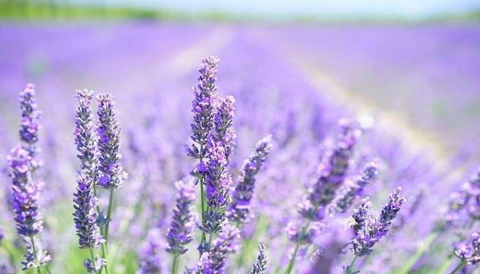 lavender 