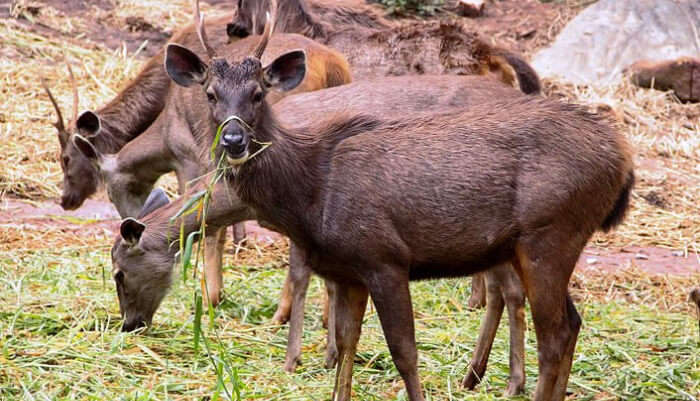 Bannerghatta National Park in Bangalore