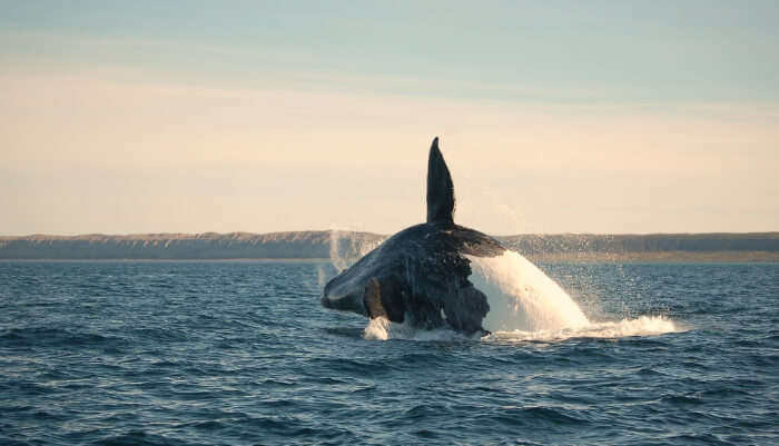 Puerto Madryn View in Argentina