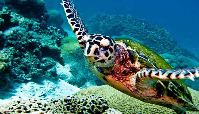 Enjoying Scuba Diving With Sharks