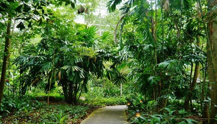 trail amidst lush greenery