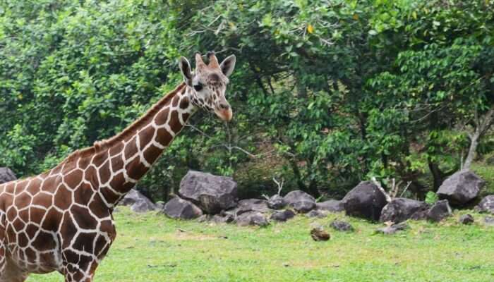 giraffe spotted during safari