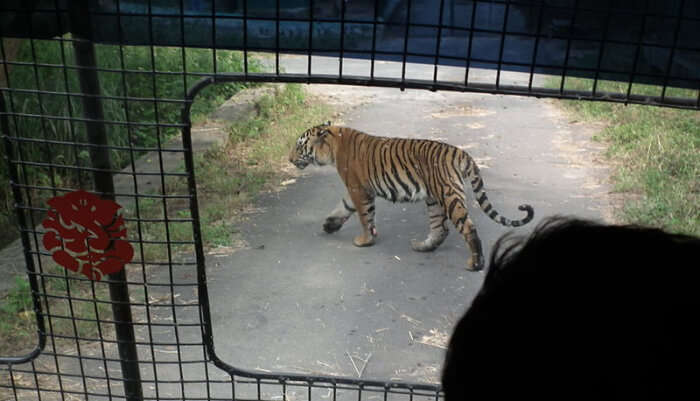 Lion Walking