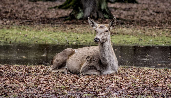 Animal sitting in Garden