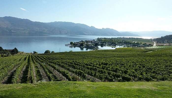 Vineyard Hopping in Okanagan Valley