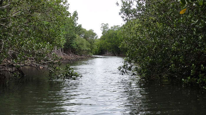 Mangrove creek