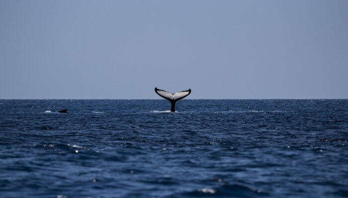 whale wathing in sea
