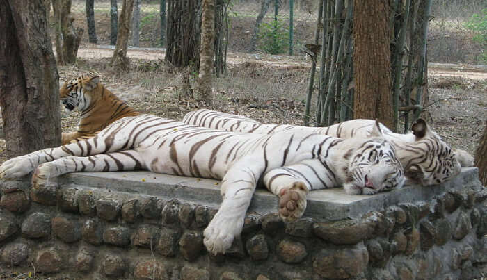 safari in bannerghatta