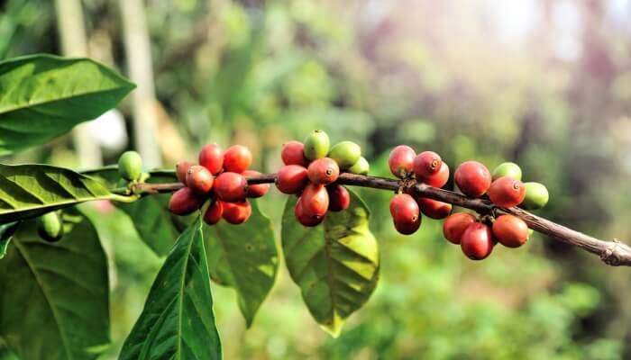 coffee farm