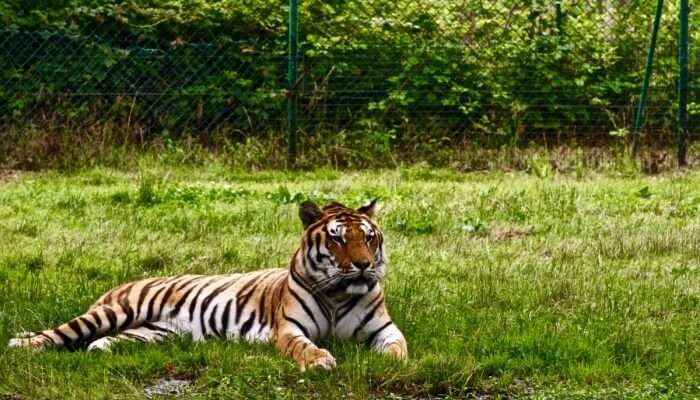 tiger in a jungle