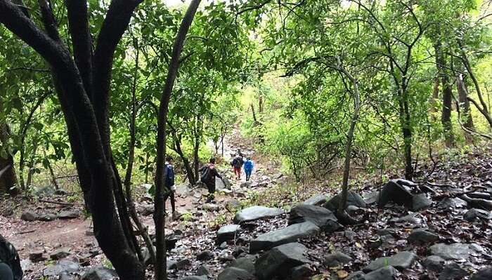 trekking at karnala bird sanctuary