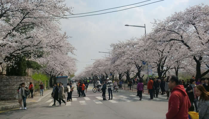 cherry blossoms