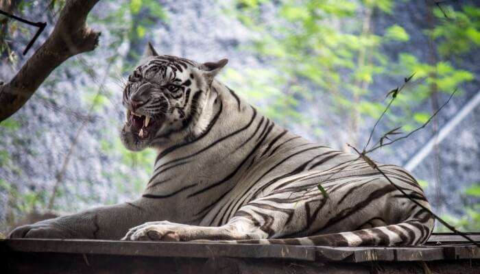 Arignar Anna Zoological Park