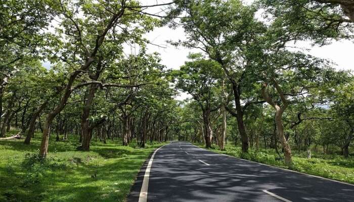 Bandipur Tiger Reserve And National Park