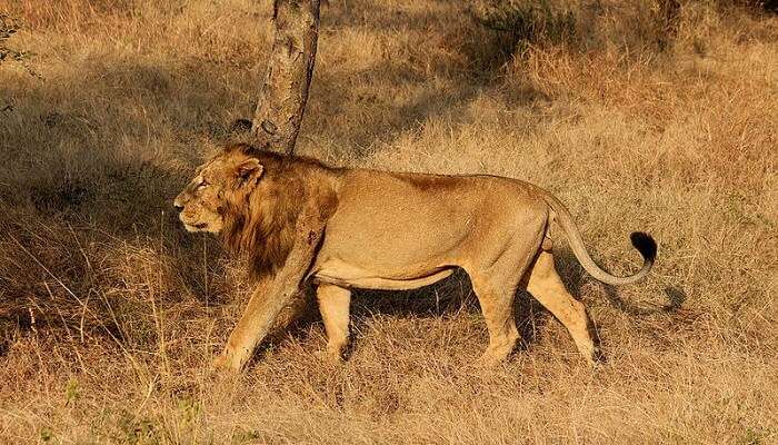 Barda Hills Wildlife Sanctuary