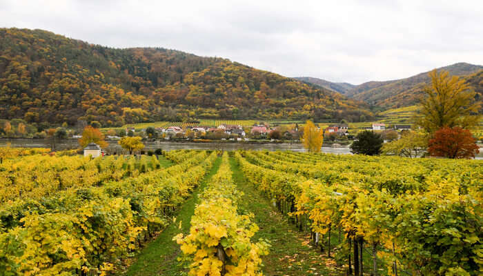 Be A Part Of The Danube Wine Tour