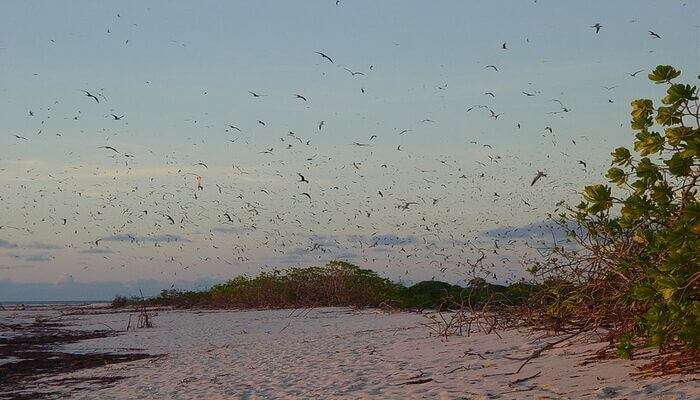 a vast species of colourful birds