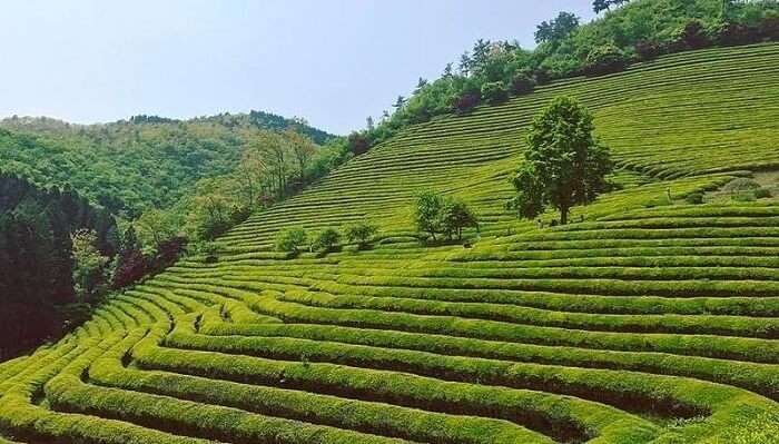 Boseong Green Tea Plantation