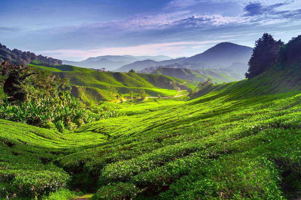 Cameron Highlands