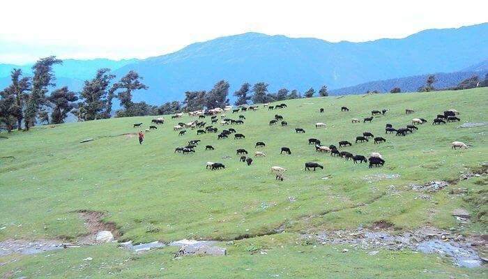 Chopta