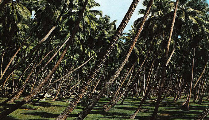 Coconut Plantation House