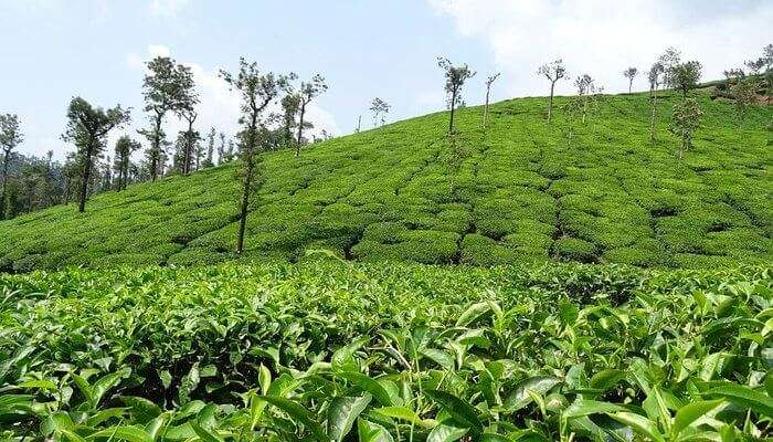 Coffee & Tea Plantation