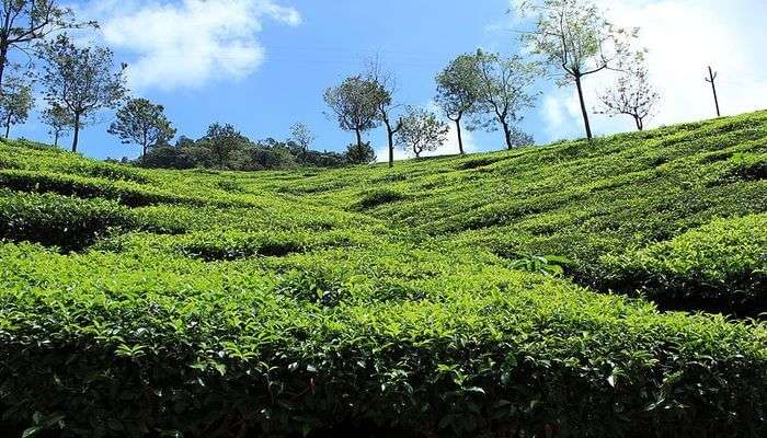 Coonoor